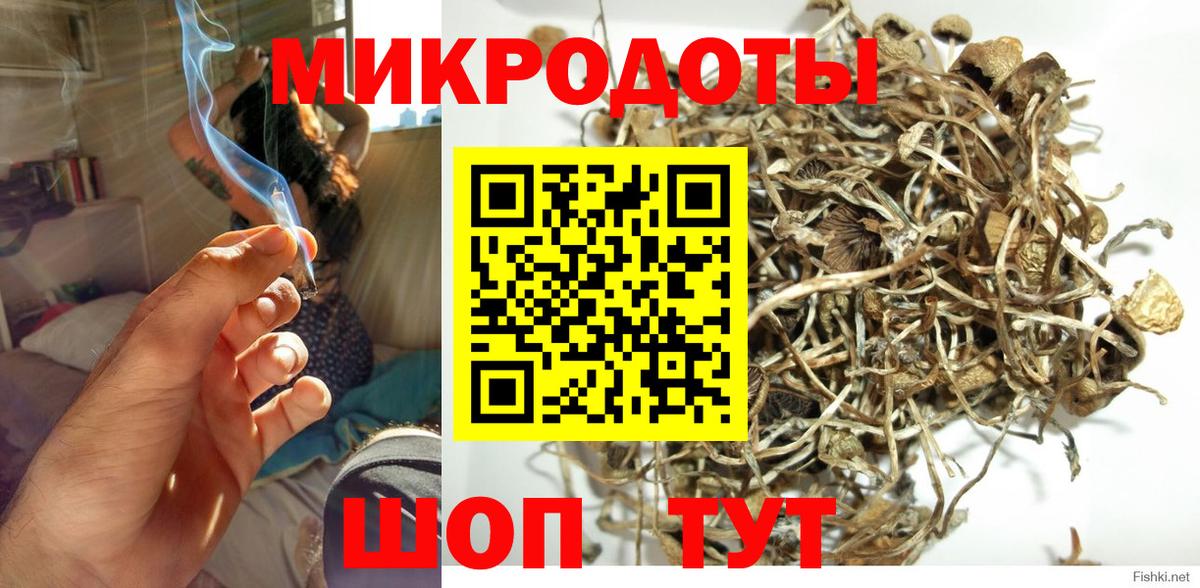 Псилоцибиновые грибы Psilocybe Елец